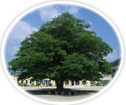 나무: 푸조나무